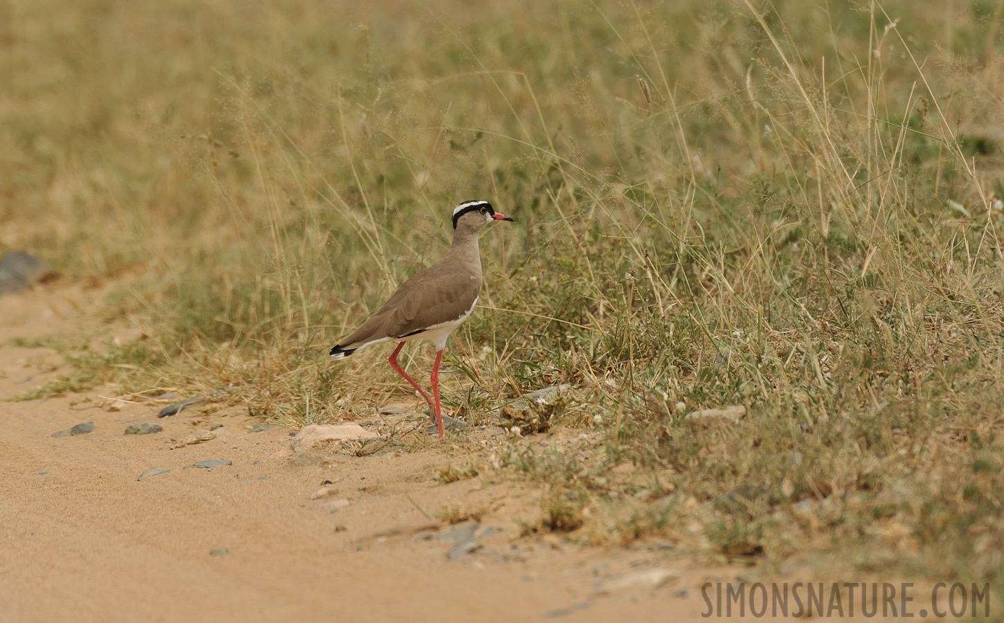 Vanellus coronatus coronatus [550 mm, 1/2500 Sek. bei f / 8.0, ISO 1000]